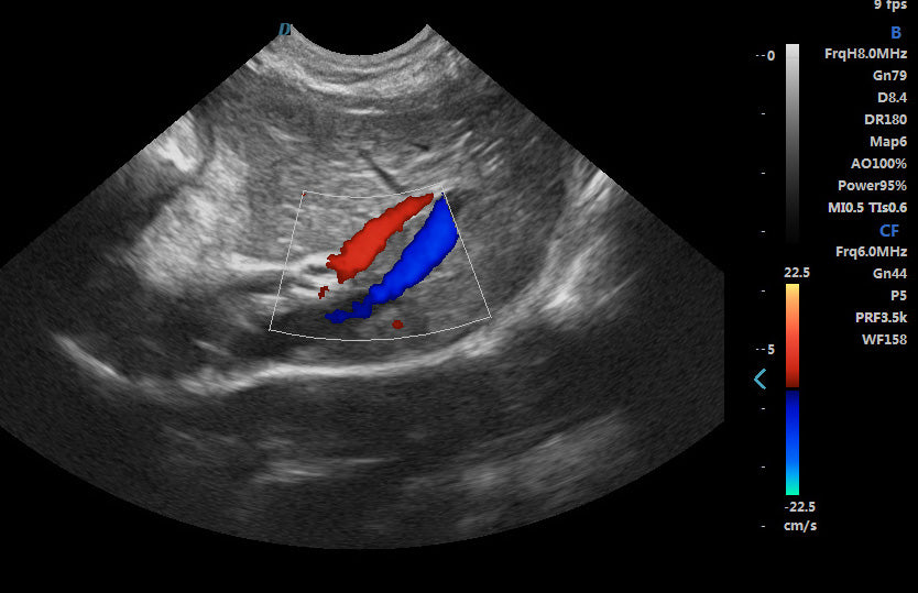 ECO-17Vet High end Small Animal Color Doppler Ultrasound with Micro Convex Probe DIAGNOSTIC ULTRASOUND MACHINES FOR SALE