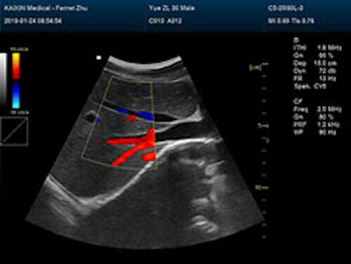 Affordable Large Animal Veterinary Color Doppler Ultrasound & Rectal Probe DIAGNOSTIC ULTRASOUND MACHINES FOR SALE