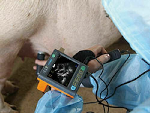 Pregnancy&fat thickness Veterinary Ultrasound MSU-3vet Goats, Pigs and Sheep DIAGNOSTIC ULTRASOUND MACHINES FOR SALE