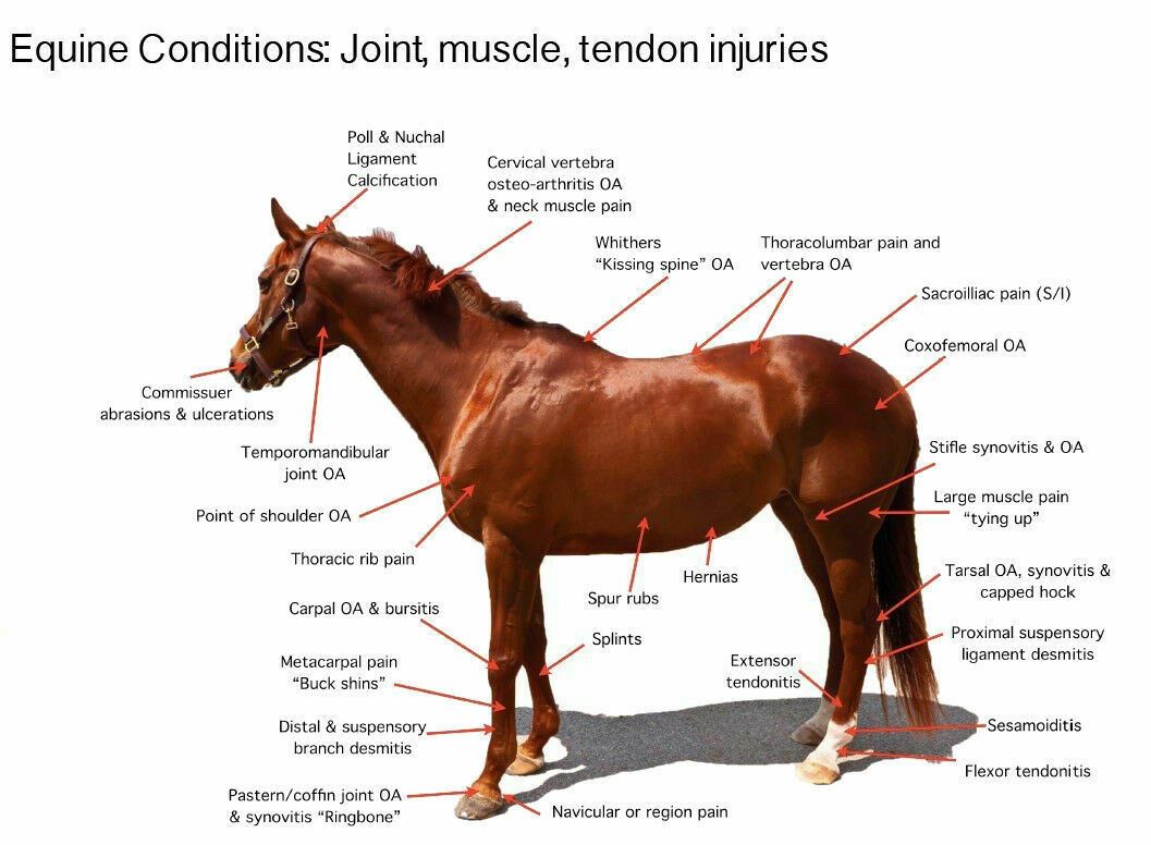 KM-20 Equine Cold Laser Therapy Unit for Horses Pain Relief Veterinary DIAGNOSTIC ULTRASOUND MACHINES FOR SALE