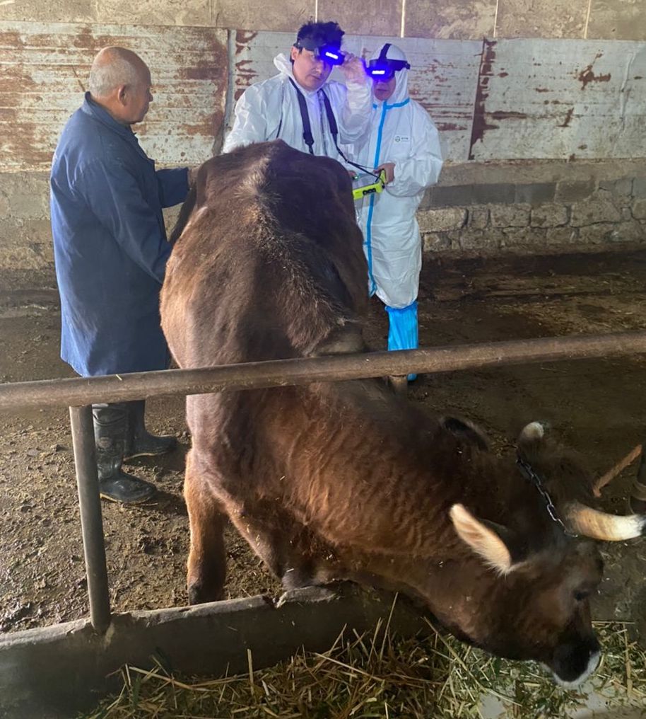 ECO-15Vet Bovine &Wireless Goggles, Convex Rectal Probe DIAGNOSTIC ULTRASOUND MACHINES FOR SALE